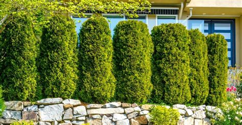 7 Fast Growing Trees For Ultimate Privacy In Your Garden