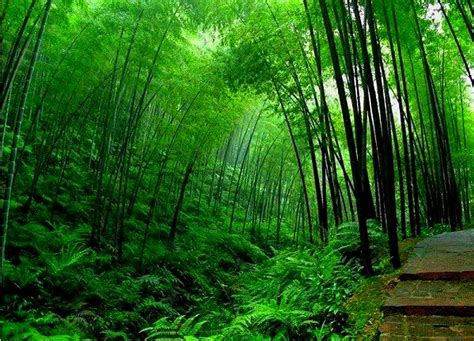 Green Bamboo Forest Wallpapers - Wallpaper Cave