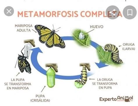 cuáles son las diferencias entre los ciclos de vida de insectos y