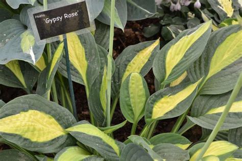 Hosta Gypsy Rose Plantain Lily Gypsy Rose New York Plants Hq