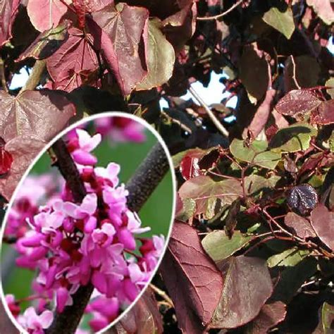 Cercis Canadensis Red Force Gainier Du Canada Pépinières Lepage