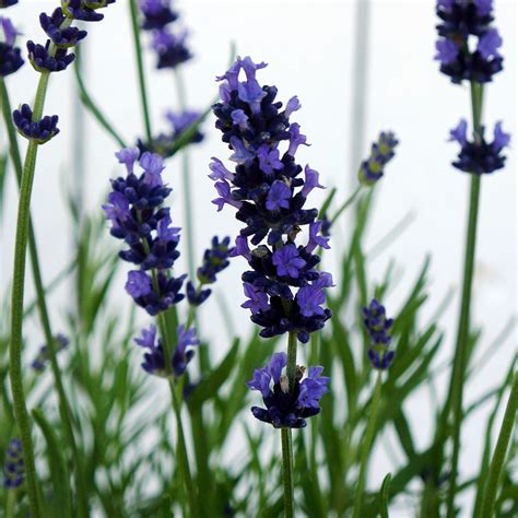 Lavandula Angustifolia Hidcote Midwest Groundcovers Llc