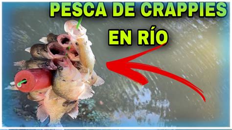 Pesca de Crappies en el Río YouTube