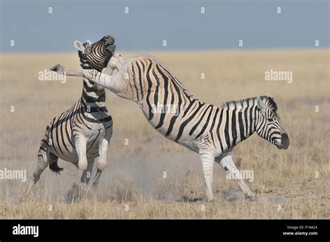 Two Burchells Plains Zebra Equus Quagga Burchelli One Kicking