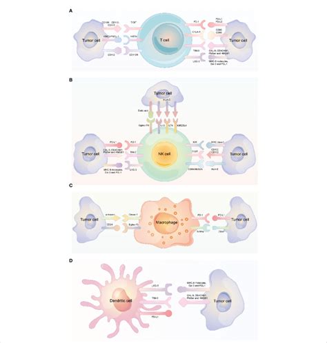 Different Immune Checkpoint Molecules Expressed On Different Immune