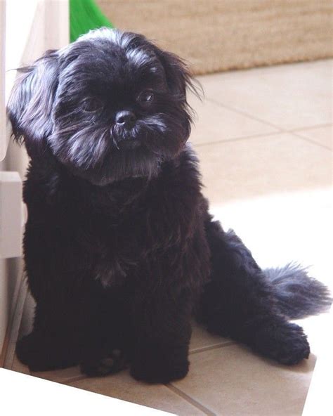 Pin By Katie Willingham On Love Shih Tzu Shih Tzu Puppy Shih Tzu Dog