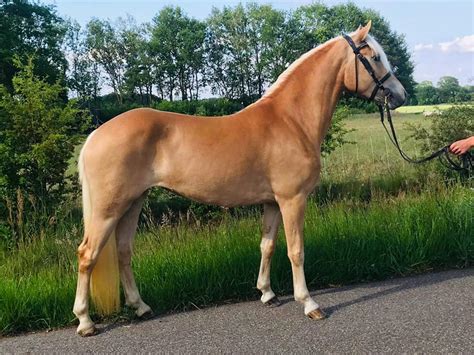 Stutbuchaufnahmen In Krumke Und Wegeleben Haflinger Und