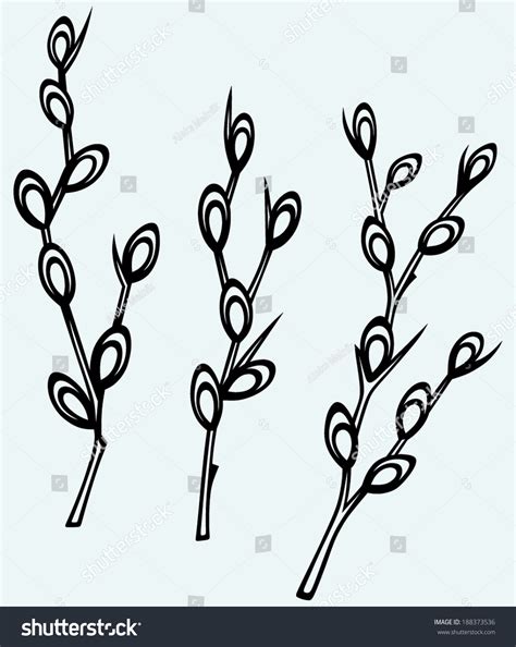 Pussy Willow Branches Isolated On Blue Stock Vector Royalty Free Shutterstock
