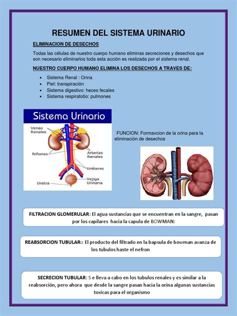 Resumen Sistema Urinario Pdf