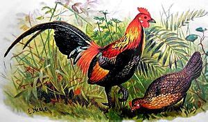 Red Junglefowl Facts for Kids