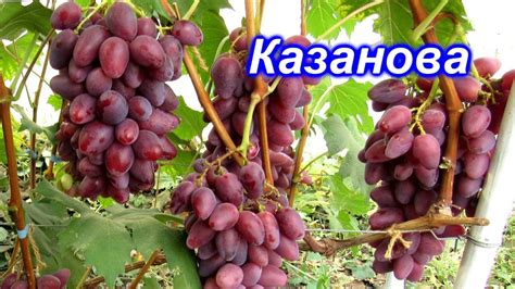 Казанова 15.08.2020 - YouTube