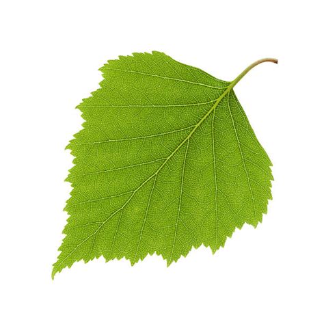 Best Birch Leaf Stock Photos, Pictures & Royalty-Free Images - iStock