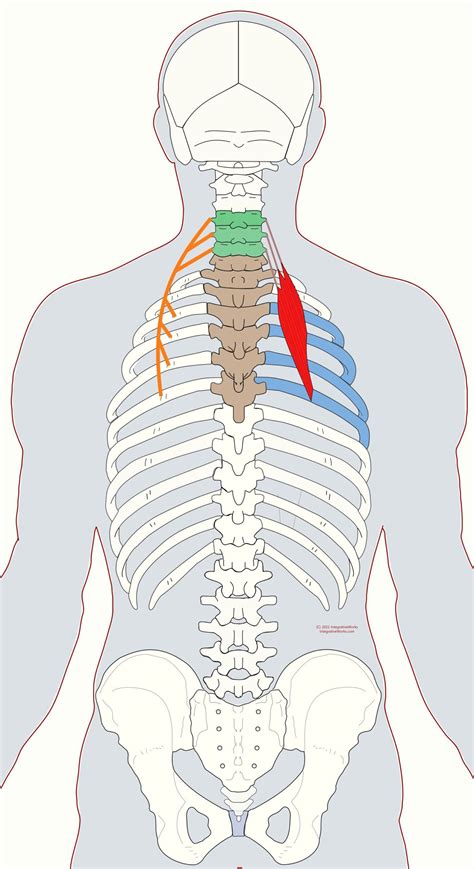 Erector Spinae Iliocostalis Functional Anatomy Artofit