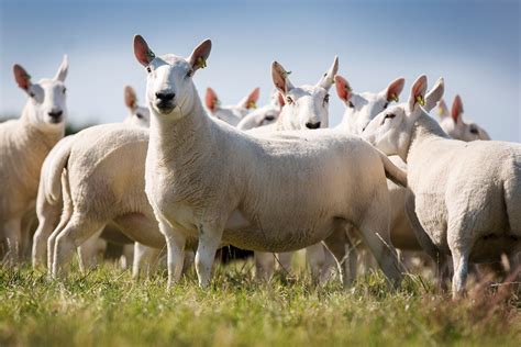 South Country Cheviot Heritage Sheep Reproduction