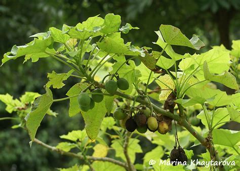 Trees Of Tropical Asia Jatropha Curcas