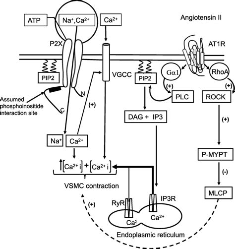 Potential Synergic Interactions Between Purinergic P2X Receptors And