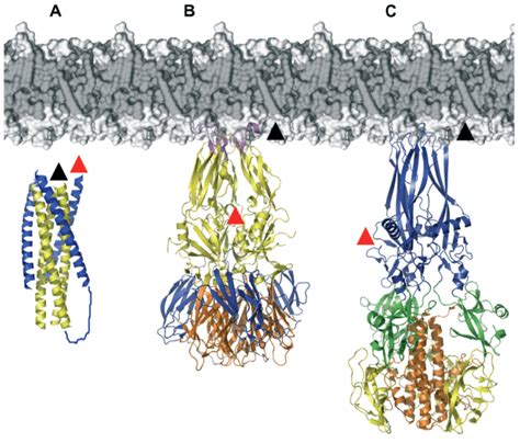 Schematic Representation Of The Structures Of Fusion Proteins Of