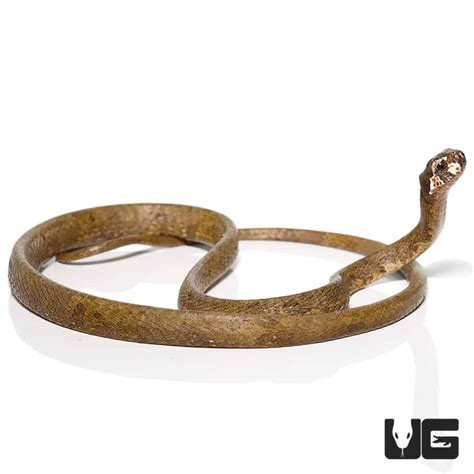 Blunt Headed Slug Eating Snake For Sale Underground Reptiles