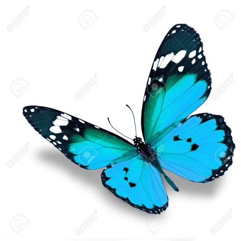 Beautiful Blue Butterfly Flying