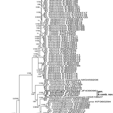 A Majority Rule Consensus Phylogram Inferred From A Bayesian