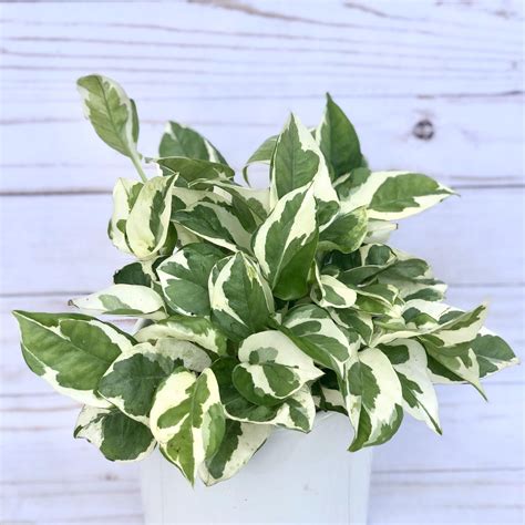 Pothos Njoy Epipremnum Aureum Low Light House Plant Air Etsy Pothos