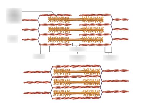 Sliding Filament Theory Diagram Quizlet