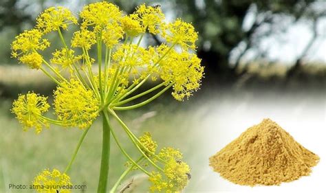 Asafoetida