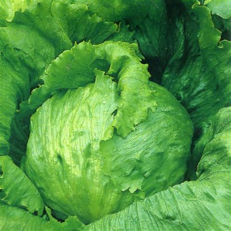 Lettuce Iceberg Delightfully Fresh Organics