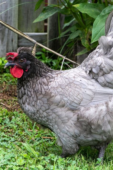 Sapphire Olive Egger The Friendly Chicken That Lays Green Eggs In