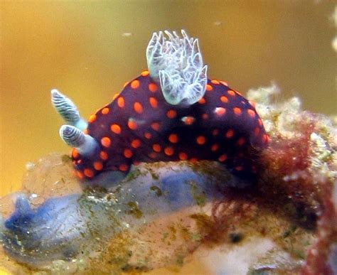 Nembrotha Alchetron The Free Social Encyclopedia