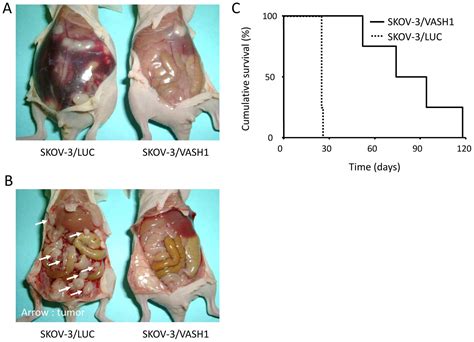 Peritoneal Cavity In Mice