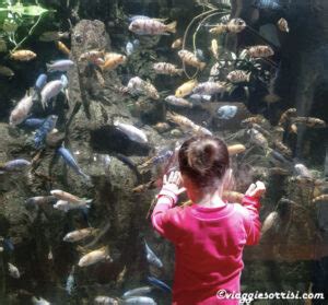 Acquario Di Genova Consigli Utili Per La Visita Viaggi E Sorrisi