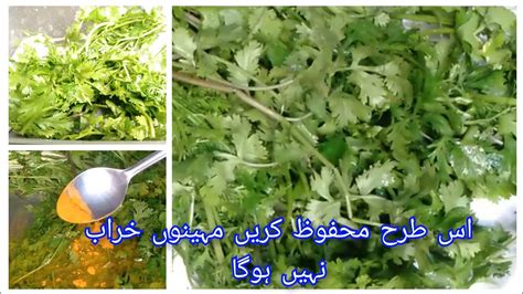 How To Save Coriander Leaves For Month Hara Daina Mehfooz Karne