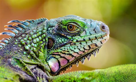 รูปภาพGekko – เลือกดูภาพถ่ายสต็อก เวกเตอร์ และวิดีโอ20,084 | Adobe Stock