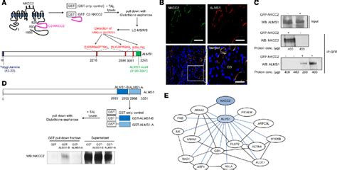 Interaction Of Alms1 With C2 Nkcc2 A Representation Of C2 Nkcc2