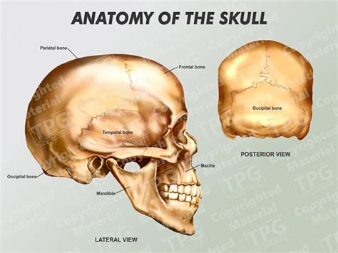 Skull Lateral Posterior