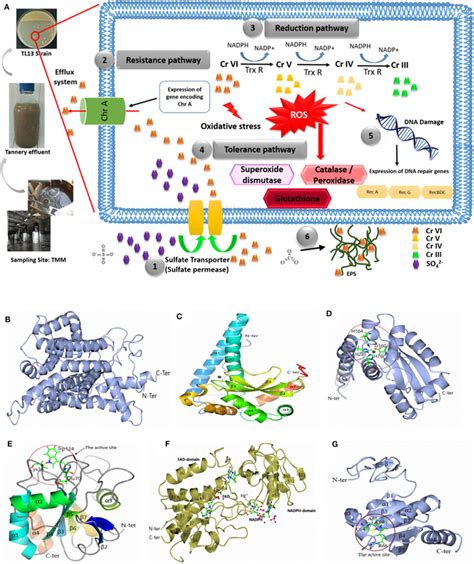 A Hypothetical Pathways Involved In Chromium Resistance And