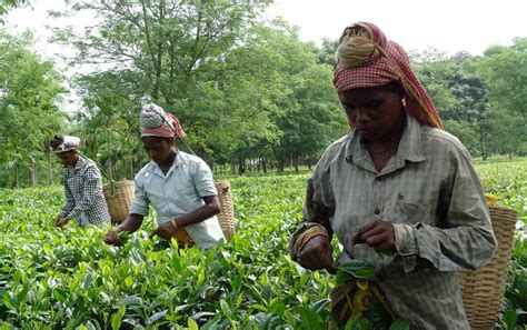 Dark Side Of Assam Tea And Importance Of Organic Farming Assamica Agro