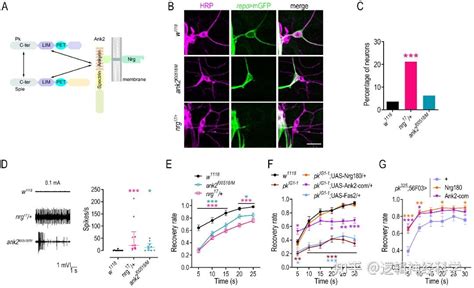 专家点评 Iscience︱中国科学院生物物理研究所李岩团队揭示家族性癫痫分子机制 知乎