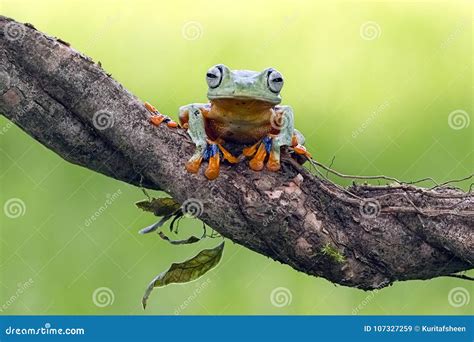 Tree Frog Flying Frog Javan Tree Frog Wallace Stock Image Image Of