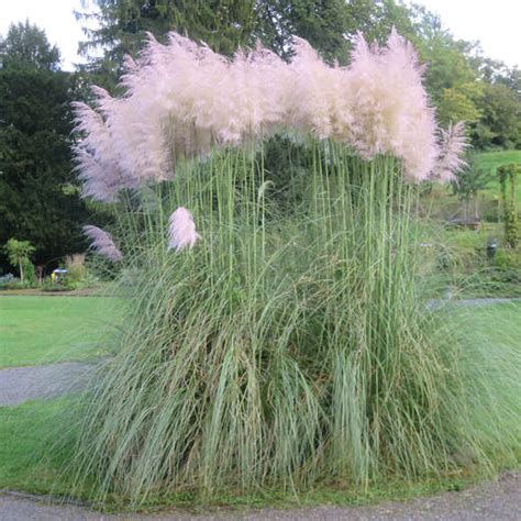 Pampasgras Cortaderia Selloana Wei