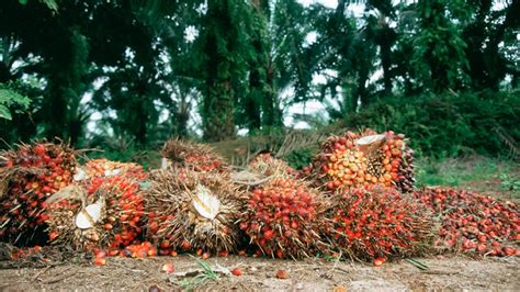 Oil Palm Production In Nigeria: What You Should Know | Afrimash.com ...