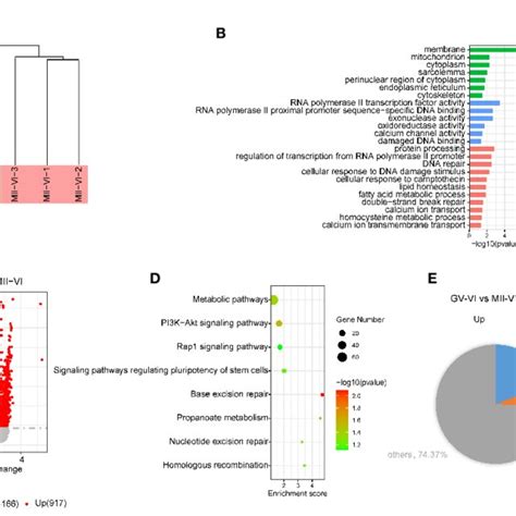 Effect Of Vitrification At Different Meiotic Stages On The Gene