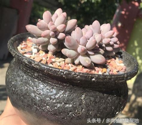 多肉控养花盆多大合适（养多肉植物用多大的盆才算合适？教你这样挑选，把多肉养成爆盆！） 说明书网