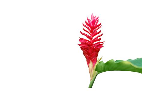 Alpinia Purpurata 또는 빨강 생강 흰색 배경에 고립 홍화월도에 대한 스톡 사진 및 기타 이미지 홍화월도 0명