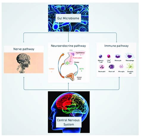 Schematic Diagram Of The Three Pathways Nerve Neuroendocrine And