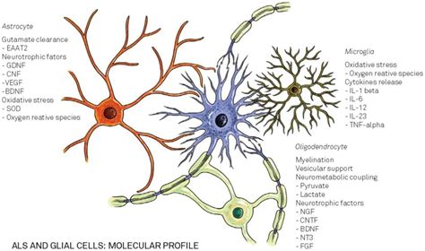 Far Beyond The Motor Neuron The Role Of Glial Cells In Amyotrophic