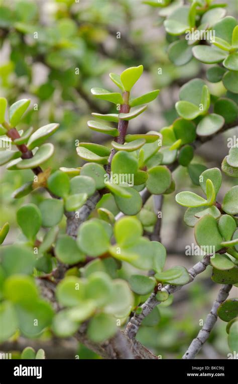 Dwarf Jade Plant Portulacaria Afra Stock Photo Alamy