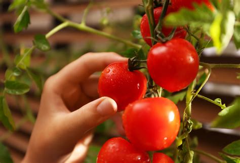 5 Best Tomato Varieties To Grow Indoors