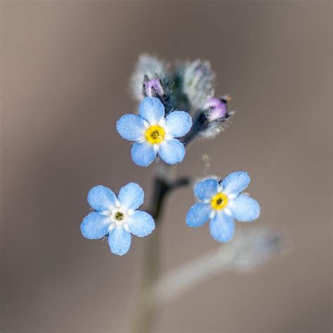 Midsummer flowers 2020 › Way up north